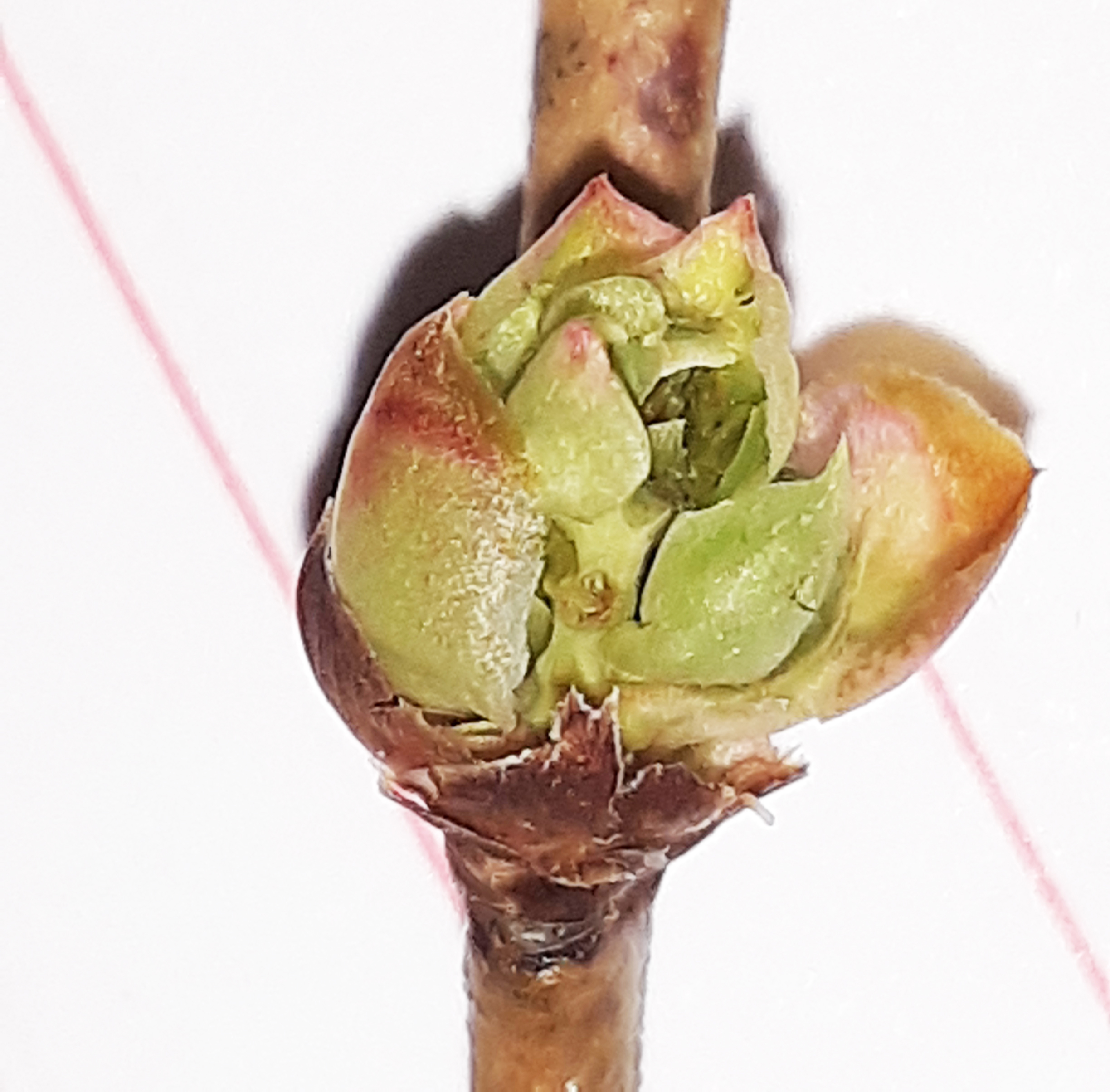 blueberry bud showing winter damage